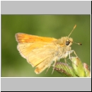 Ochlodes sylvanus - Rostfarbiger Dickkopf m04.jpg